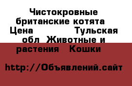 Чистокровные британские котята › Цена ­ 12 000 - Тульская обл. Животные и растения » Кошки   